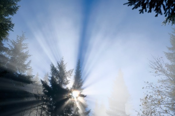 Sunburst through foggy forest