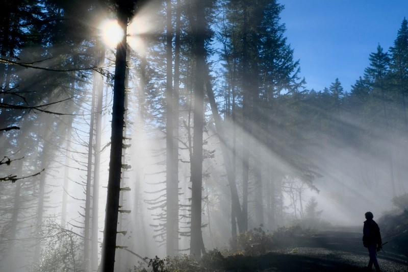sunburst, foggy forest and hiker