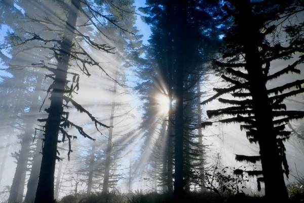 sunburst through foggy forest