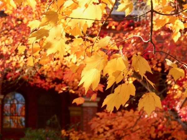 yellow and orange maple leaves