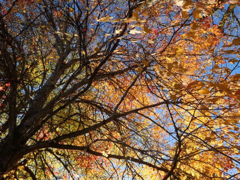 fall foliage on maple trees