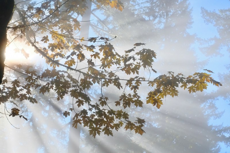 golden maple leaves and sunbeams