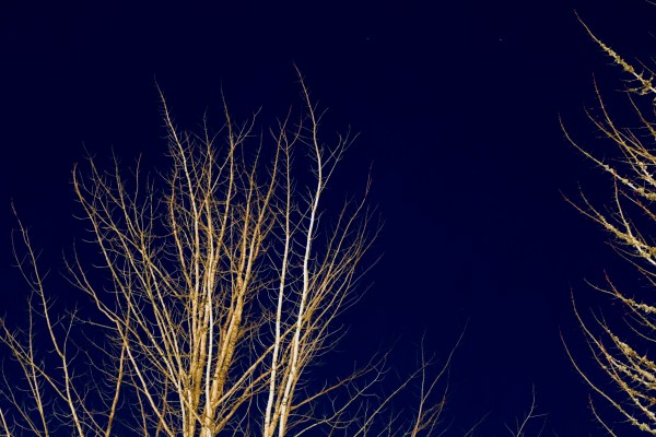 bare trees and night sky