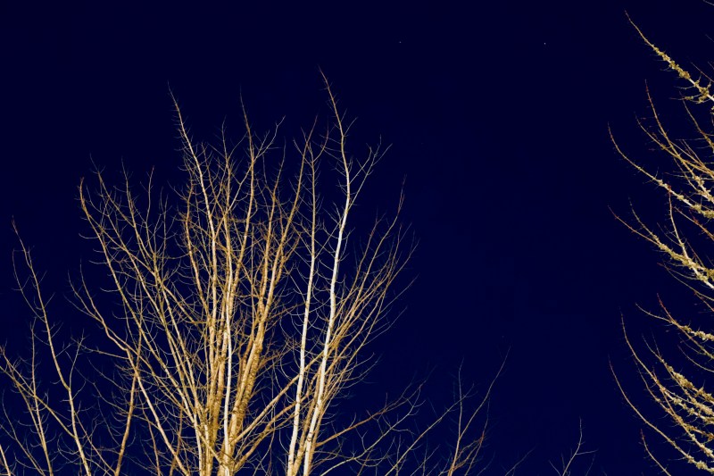 bare trees and night sky
