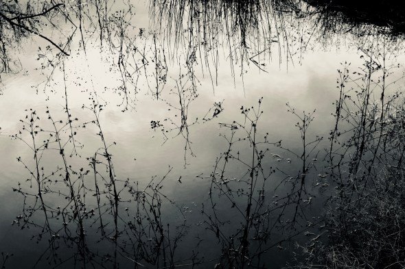 Grasses and reflections in marsh