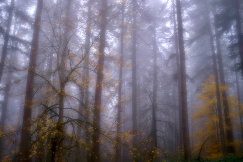 foggy forest and maples