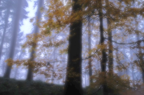 golden maple leaves in foggy forest