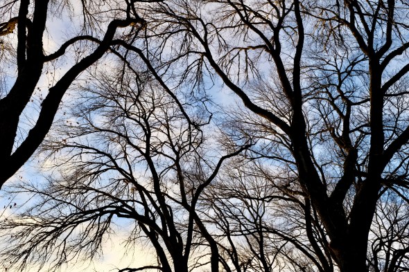 bare elm trees and sky