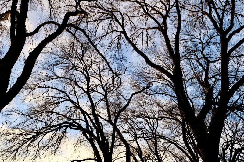 bare elm trees and sky