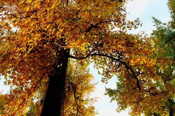 bright foliage on sweetgum tree