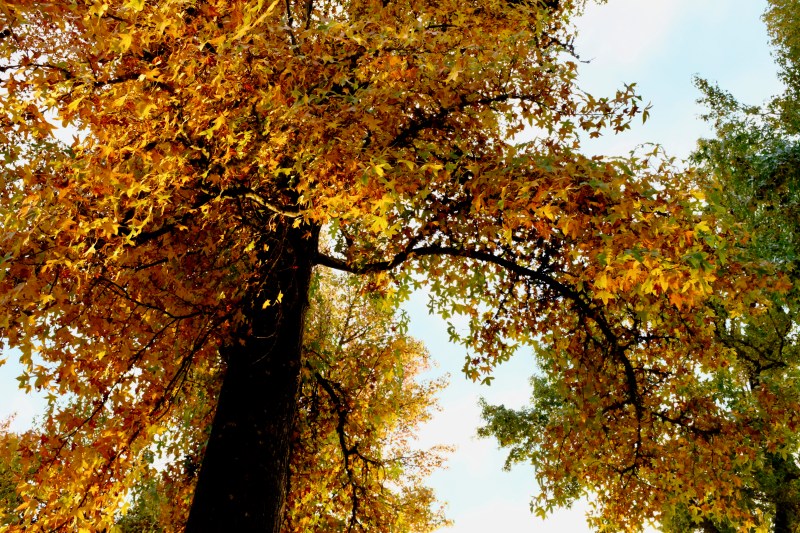 bright foliage on sweetgum tree