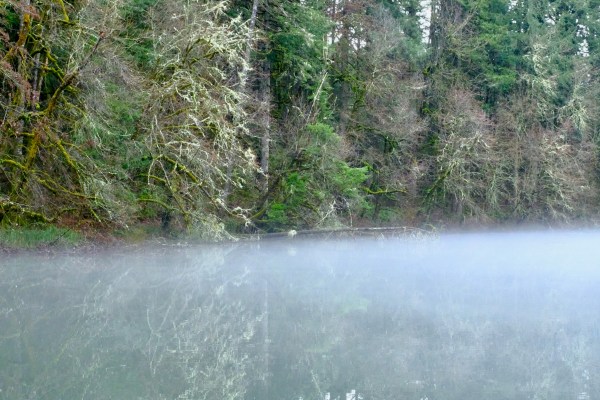 Fog-covered pond and forest