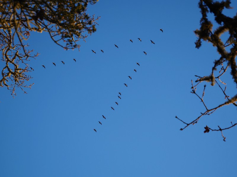 Canada geese flying through blue sky