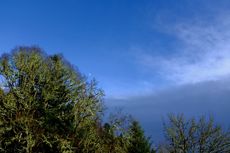 Bare trees, blue sky and moon