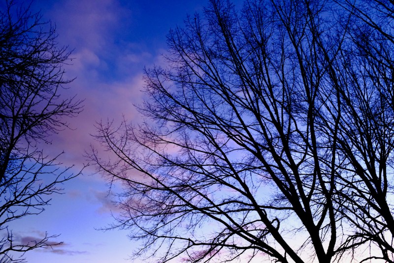 bare trees and pink clouds