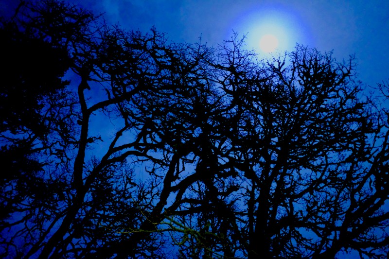 moon and bare trees