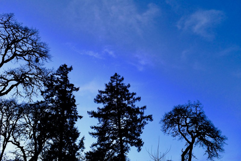 conifers and bare trees in silhouette against blue sky