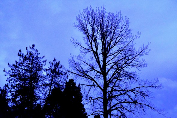 conifers and bare trees silhouetted against winter sky