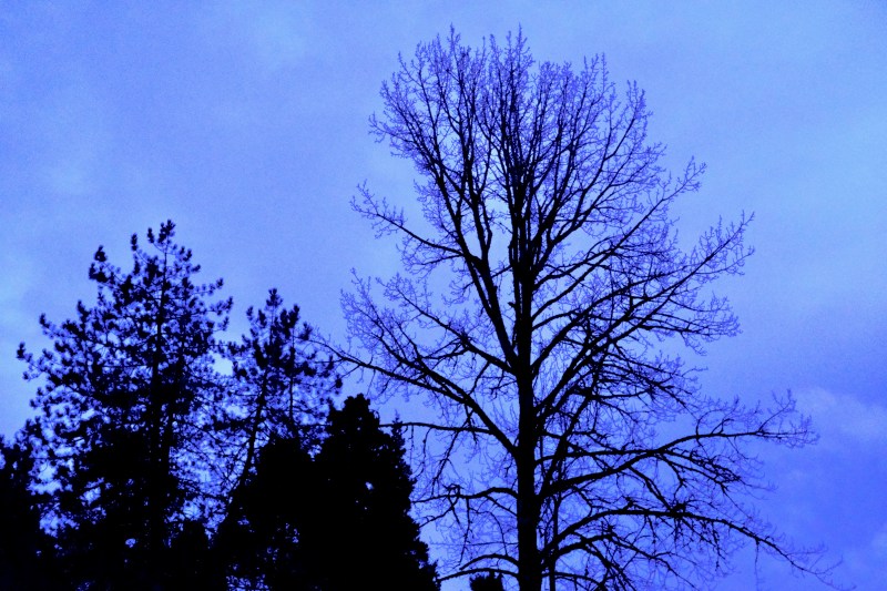 conifers and bare trees silhouetted against winter sky