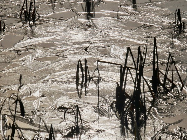 frozen surface of marsh