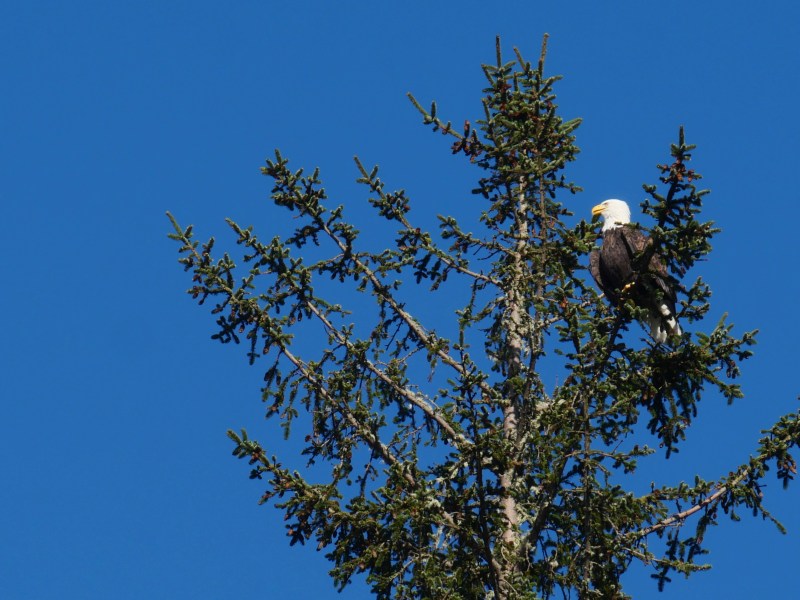 bald eagle perched in conifer
