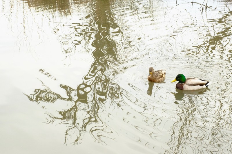 ducks paddling
