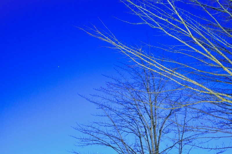 bare trees and blue sky