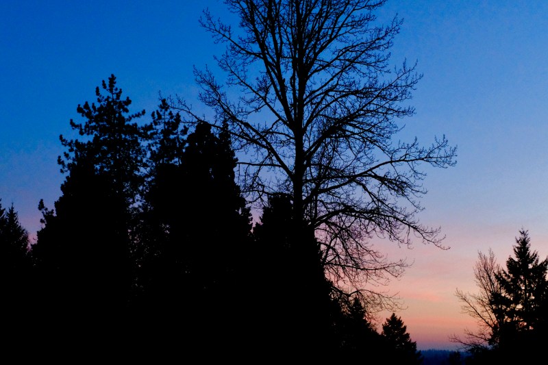 bare trees and colorful sky at dusk
