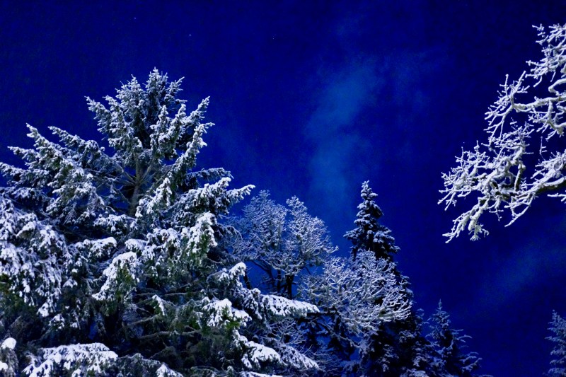 snowy trees and dark sky