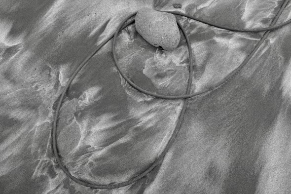 curled kelp and small rock on sandy beach