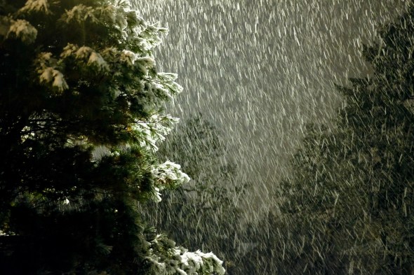 falling snow and conifers at night 