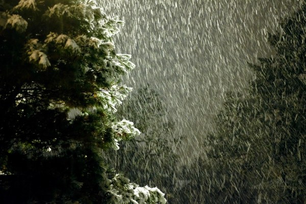 falling snow and conifers at night