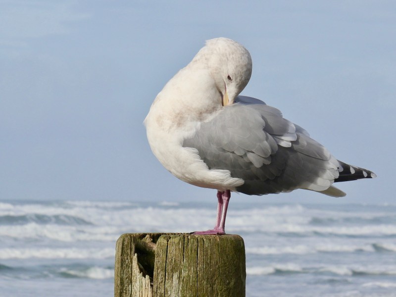 seagull and surf