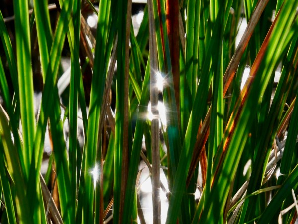 marsh grasses and starbursts