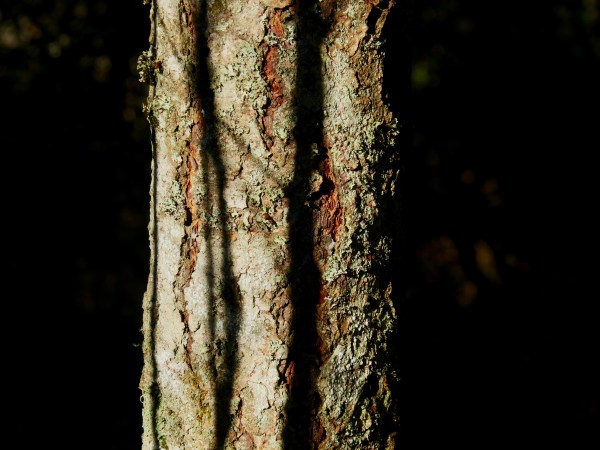 tree trunk striped with shadows