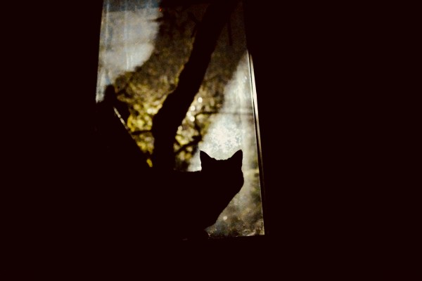 cat silhouetted in window at night