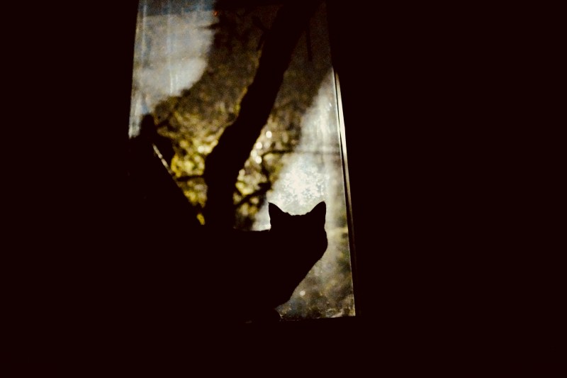 cat silhouetted in window at night
