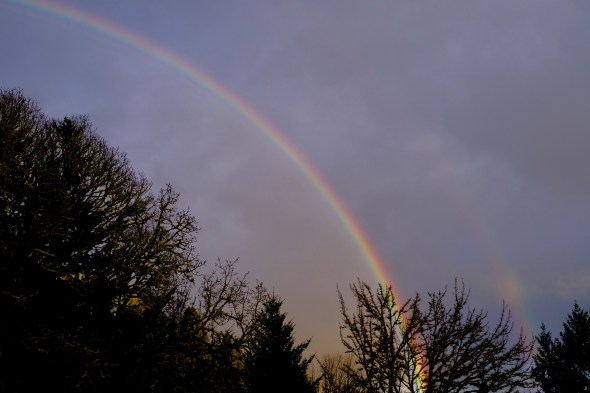 rainbow and trees