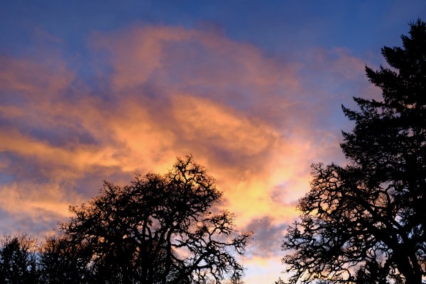 Bright orange sunset sky and trees
