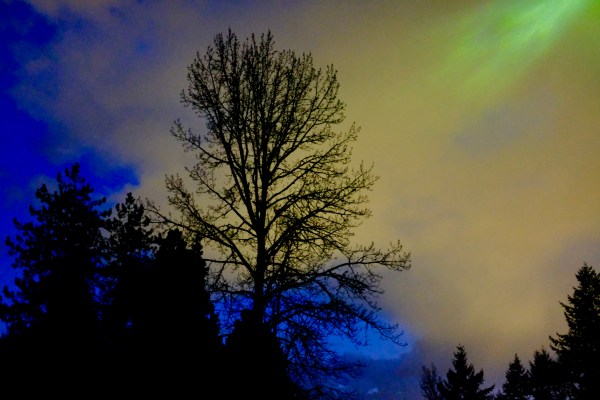 silhouette of cottonwood against sky at dusk