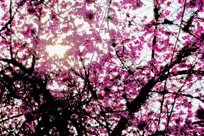 pink cherry blossoms