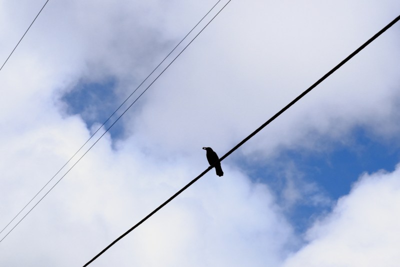 crow perched on utility lines