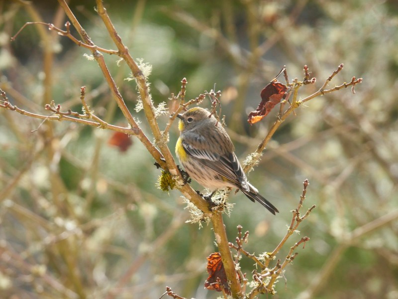 yellos-rumped warbler