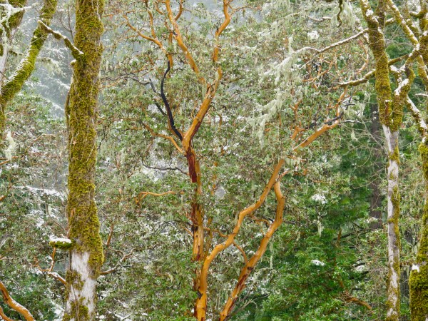light snow at the edge of the forest