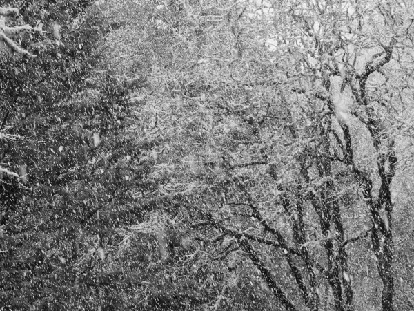 snow falling on trees