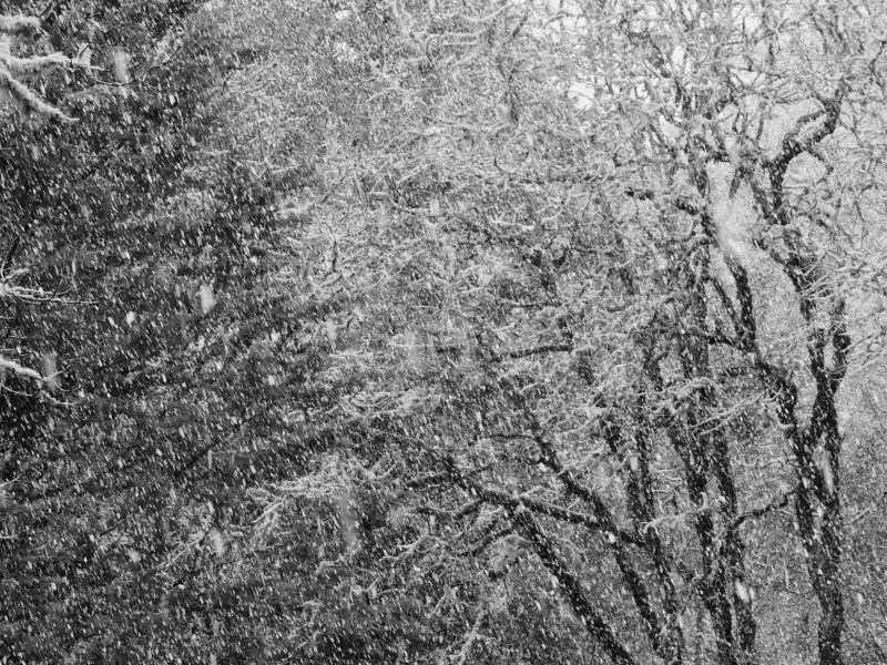 snow falling on trees