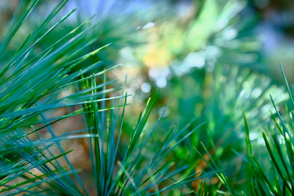 green pine needles