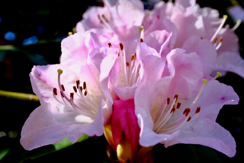 pink cherry blossoms