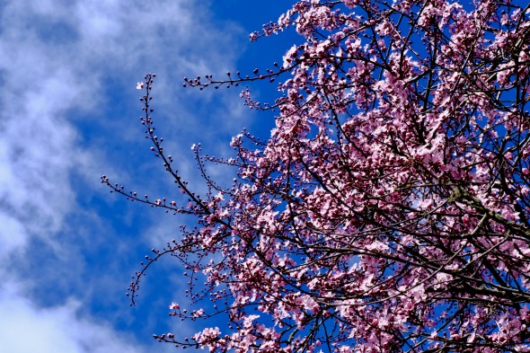pink cherry blossoms and blue sky