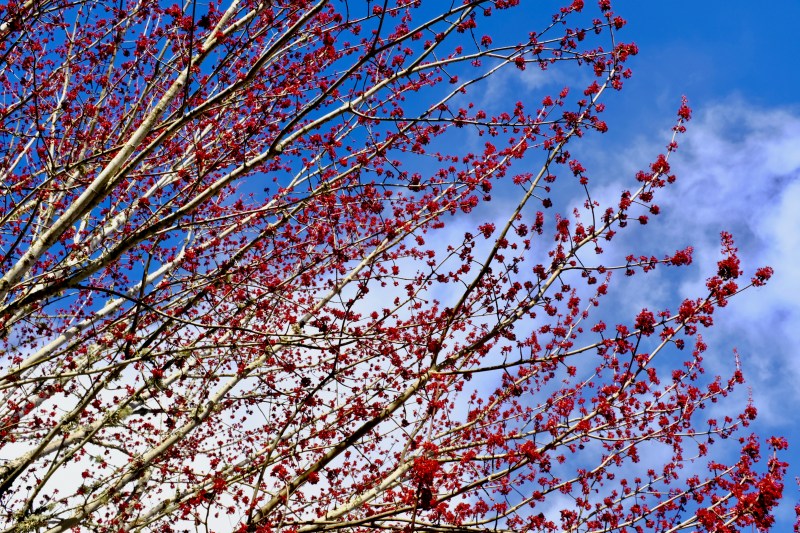red maple blossoms